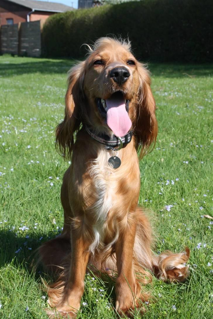 Cocker spaniel Tessa - 2 maj 2010 så nu hun en stor pige billede 15