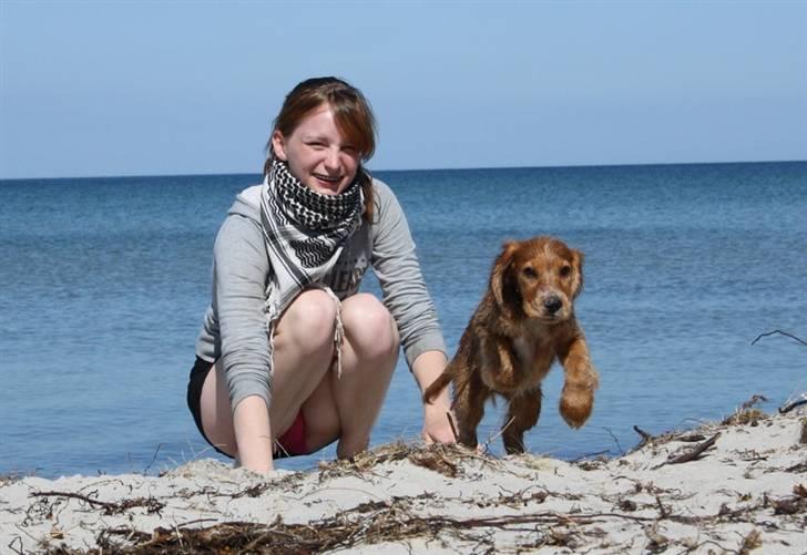 Cocker spaniel Tessa - 13 uger gammel.. på stranden, min veninde som er med på billedet billede 16