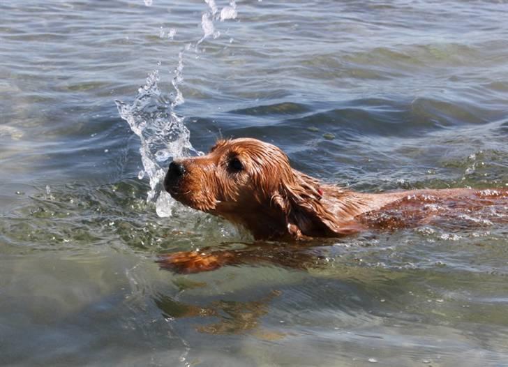 Cocker spaniel Tessa - Ude og svømme 13 uger billede 17