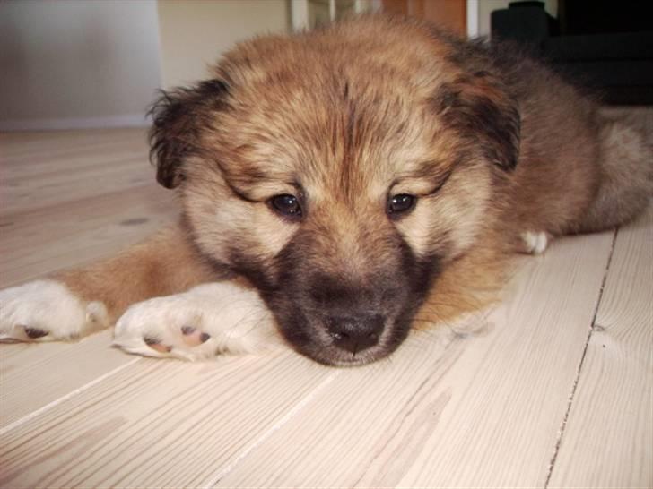 Islandsk fårehund James - (10 Uger) billede 5