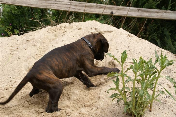 Boxer Kennel Keni's Kia - Det er det en boxer er bedst til :P billede 12