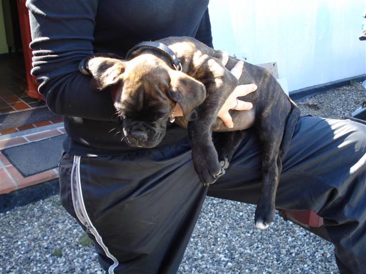 Boxer Kennel Keni's Kia - Sådan kan man vel også falde i søvn, når man ik må lege med kørende biler? billede 13