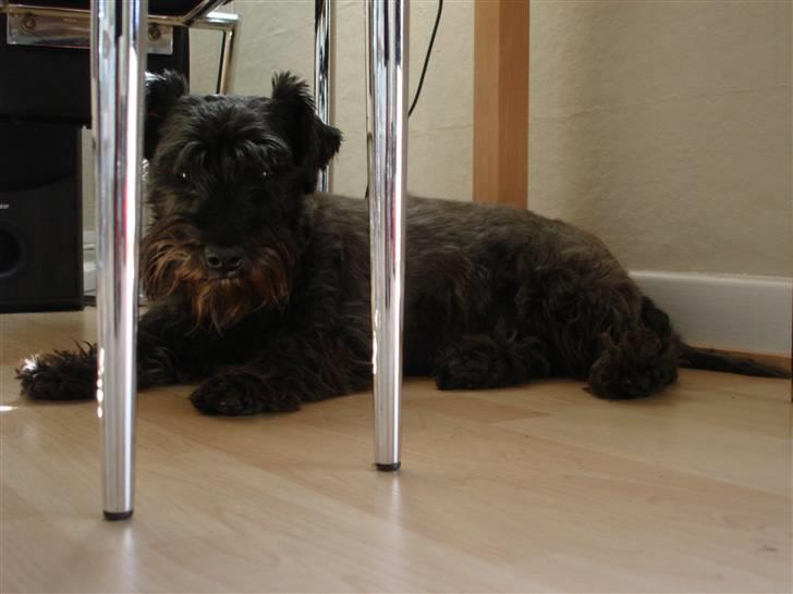 Blanding af racer Fusse Himmelhund - På gulvet er der altid dejligt koldt... billede 12