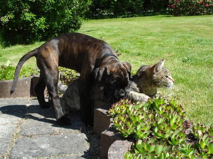 Boxer Kennel Keni's Kia - Katten Frida og jeg..  billede 14