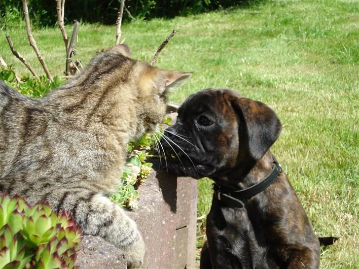 Boxer Kennel Keni's Kia - Hoh.. du dufter mærkeligt billede 4