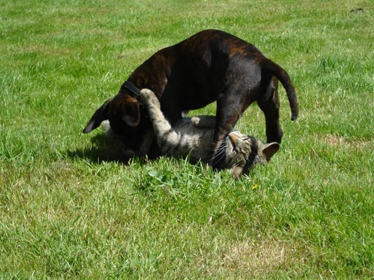 Boxer Kennel Keni's Kia - Haps.. de leger som altid.. og det er katten selv der kommer til Kia.. billede 15