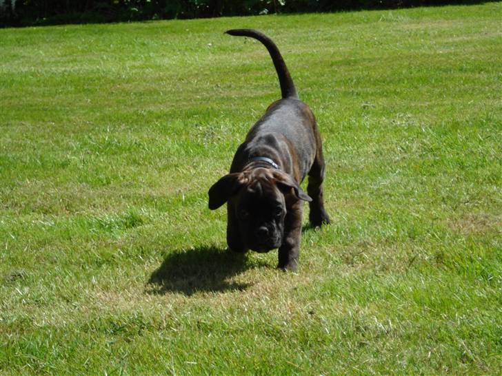 Boxer Kennel Keni's Kia - liste liste liste... billede 16