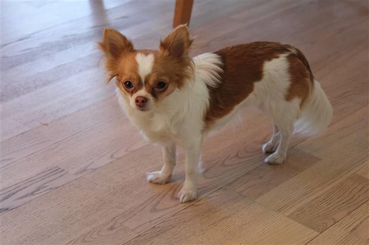 Chihuahua Frantzen`s Mercedes - Mercedes billede 1