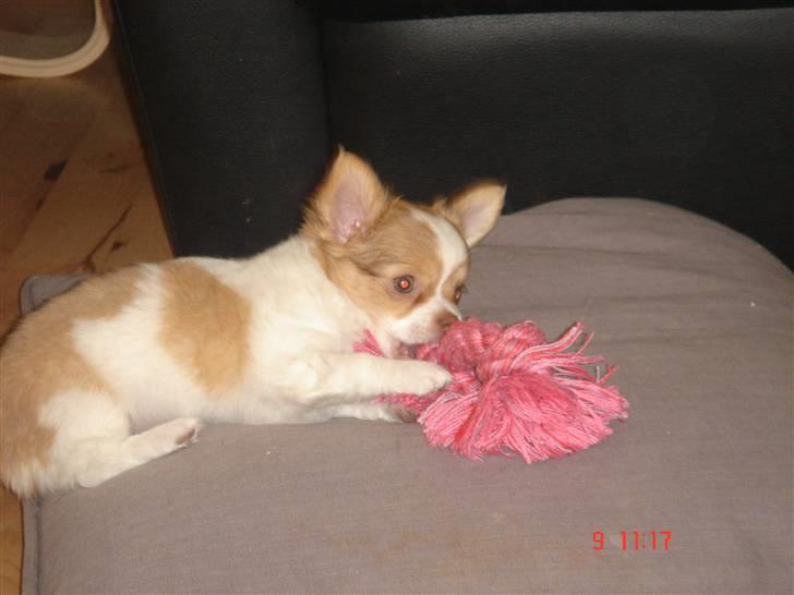 Chihuahua Frantzen`s Mercedes - Mercedes billede 2