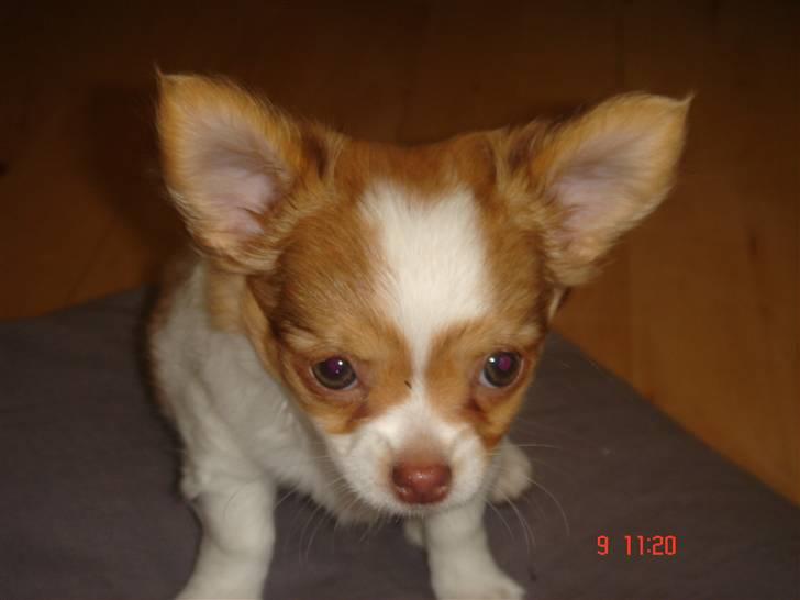 Chihuahua Frantzen`s Mercedes - Mercedes billede 3