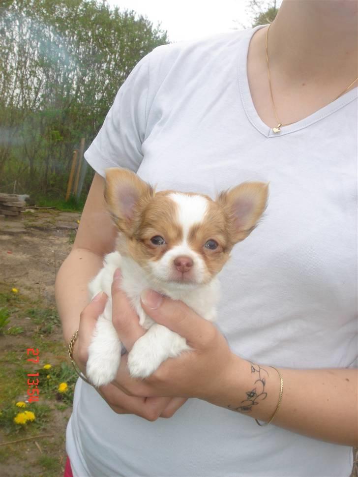 Chihuahua Frantzen`s Mercedes - Mercedes billede 4