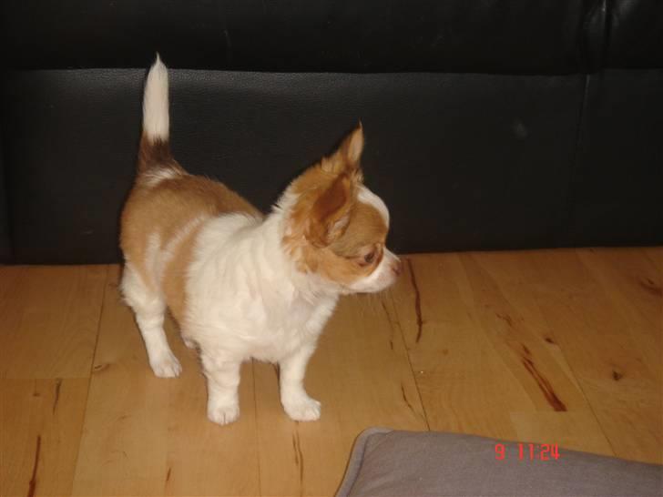 Chihuahua Frantzen`s Mercedes - Mercedes billede 5