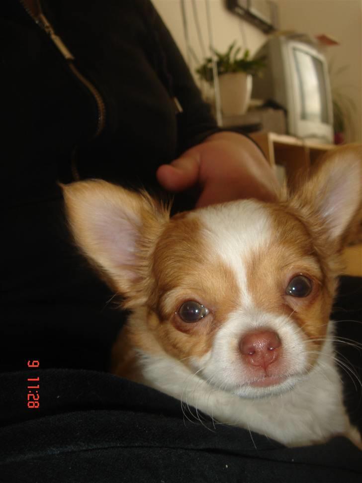 Chihuahua Frantzen`s Mercedes - Mercedes billede 6