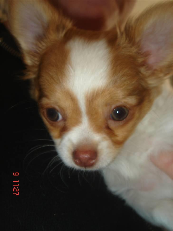 Chihuahua Frantzen`s Mercedes - Mercedes billede 7