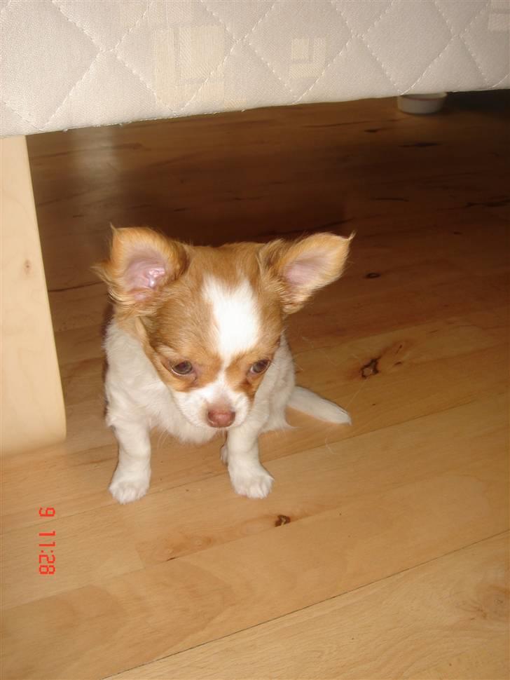 Chihuahua Frantzen`s Mercedes - Mercedes billede 8