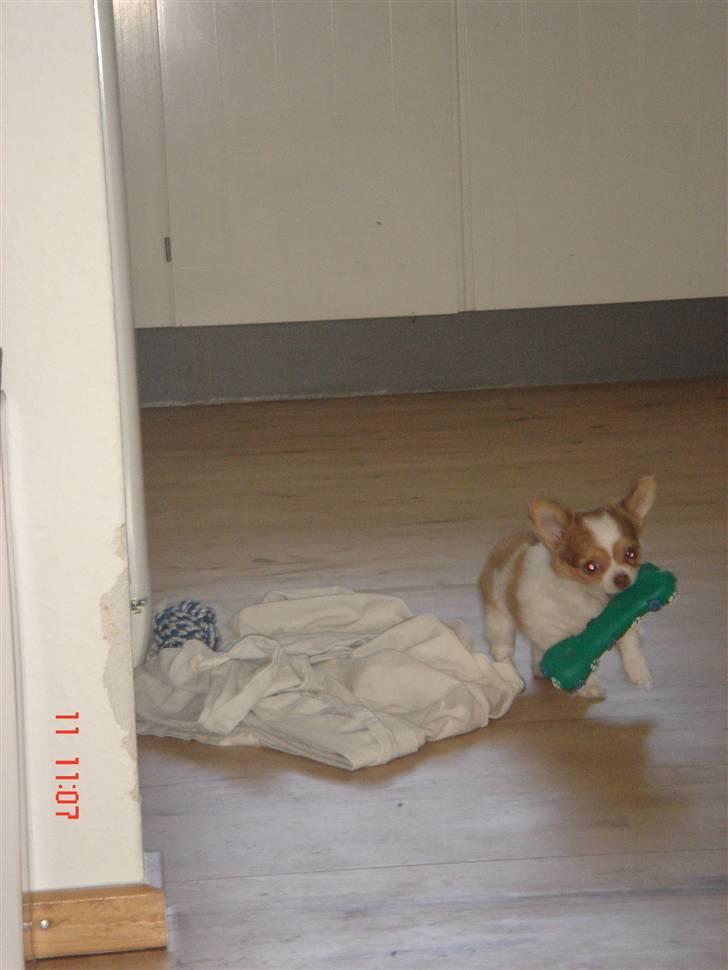 Chihuahua Frantzen`s Mercedes - Mercedes billede 9