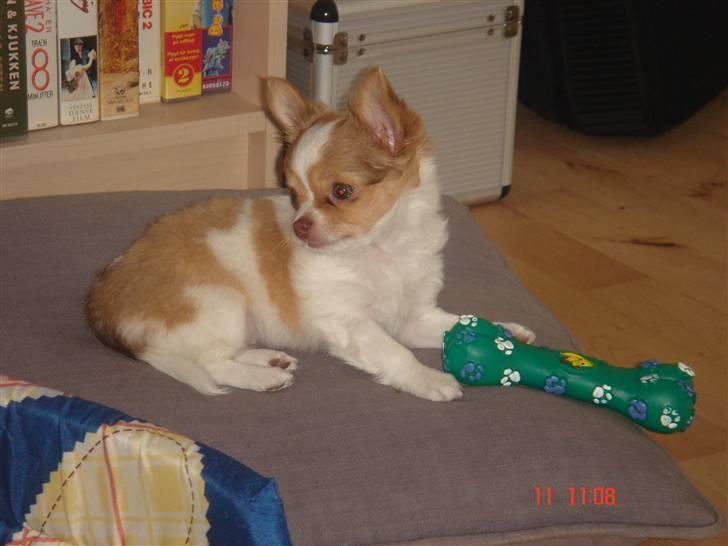 Chihuahua Frantzen`s Mercedes - Mercedes billede 10