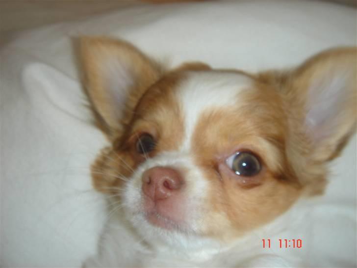 Chihuahua Frantzen`s Mercedes - Mercedes billede 11