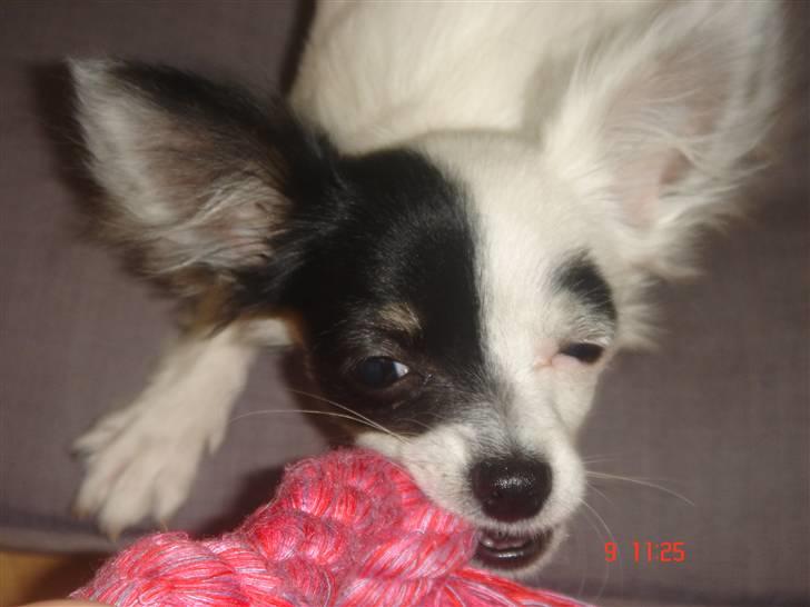 Chihuahua Lerche`s Dine - Dine billede 10