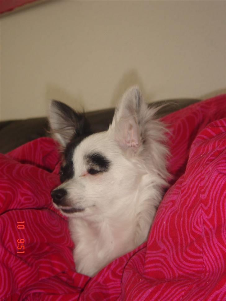 Chihuahua Lerche`s Dine - Dine billede 11