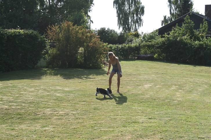 Schapendoes Aston <3 - Aston og mim lillesøster er lige ude og lege ;o) <33 billede 1