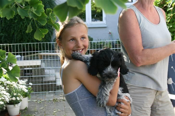 Schapendoes Aston <3 - Min lillesøster og Aston <33 billede 2