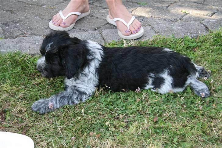 Schapendoes Aston <3 - Aston, my lovelig <3333333 billede 3