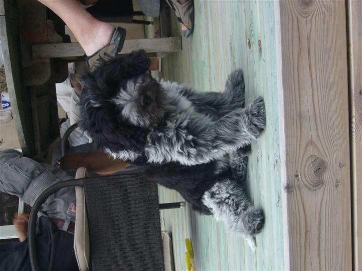 Schapendoes Aston <3 - Aston har lært at sitte <33 billede 4