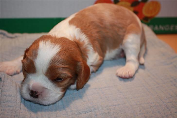 Cavalier king charles spaniel Nemo - Nemo 17 dage gammel billede 10