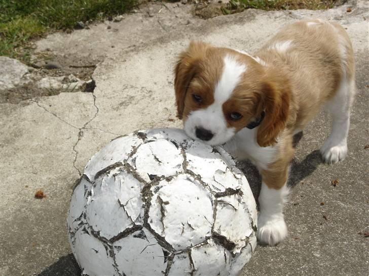 Cavalier king charles spaniel Nemo billede 11