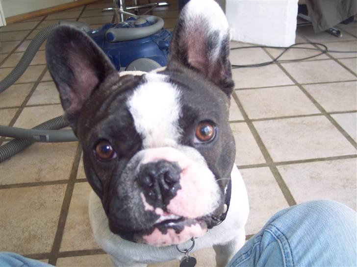 Fransk bulldog Viggo (himmelhund) billede 1