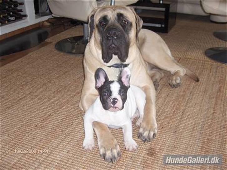 Fransk bulldog Viggo (himmelhund) billede 2