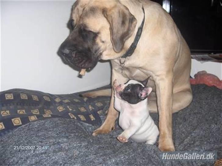 Fransk bulldog Viggo (himmelhund) billede 3