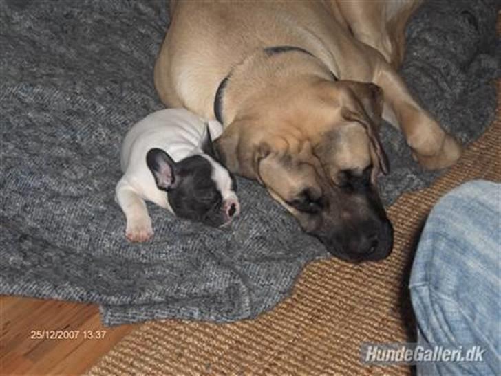 Fransk bulldog Viggo (himmelhund) billede 4