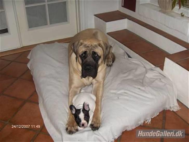 Fransk bulldog Viggo (himmelhund) billede 5