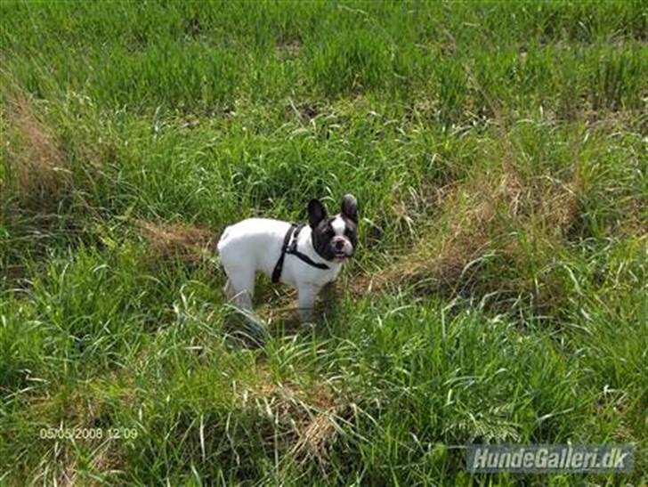 Fransk bulldog Viggo (himmelhund) billede 6