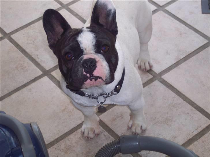 Fransk bulldog Viggo (himmelhund) billede 7