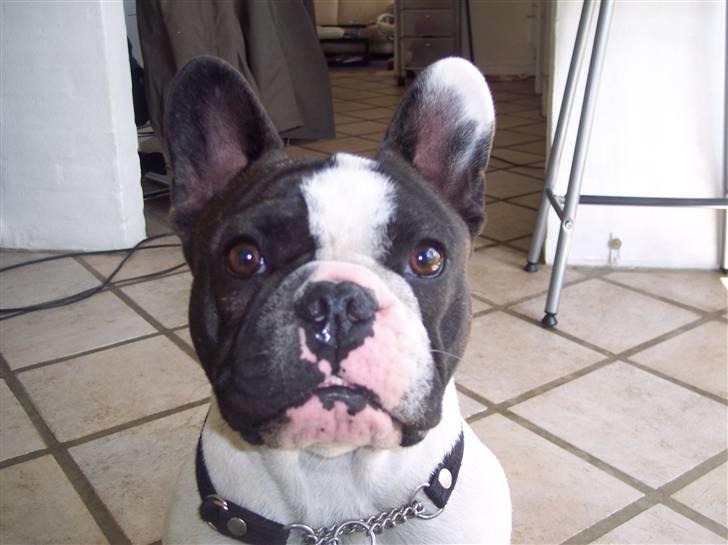 Fransk bulldog Viggo (himmelhund) billede 8