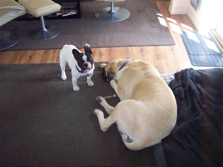 Fransk bulldog Viggo (himmelhund) billede 10