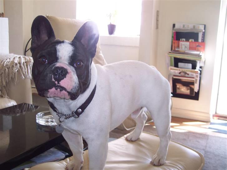 Fransk bulldog Viggo (himmelhund) billede 11
