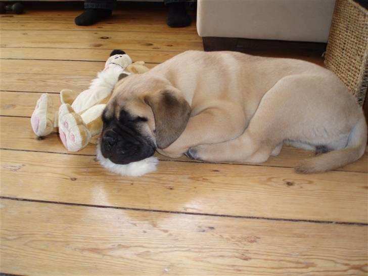 Bullmastiff Vega - Vega er kommet hjem til os. Her sover hun med sin bamse, den er hun rigtig glad for. billede 20
