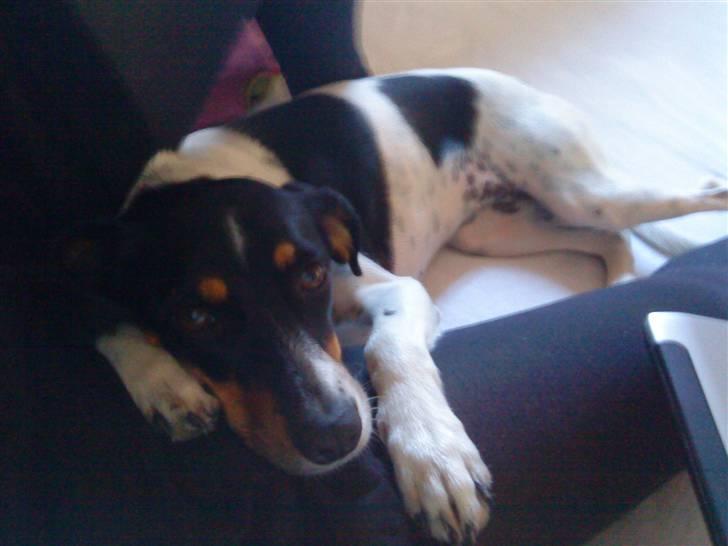 Dansk svensk gaardhund Perle - Hun elsker at ligge tæt op af en og putte billede 11