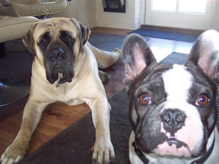 Fransk bulldog Viggo (himmelhund) billede 12