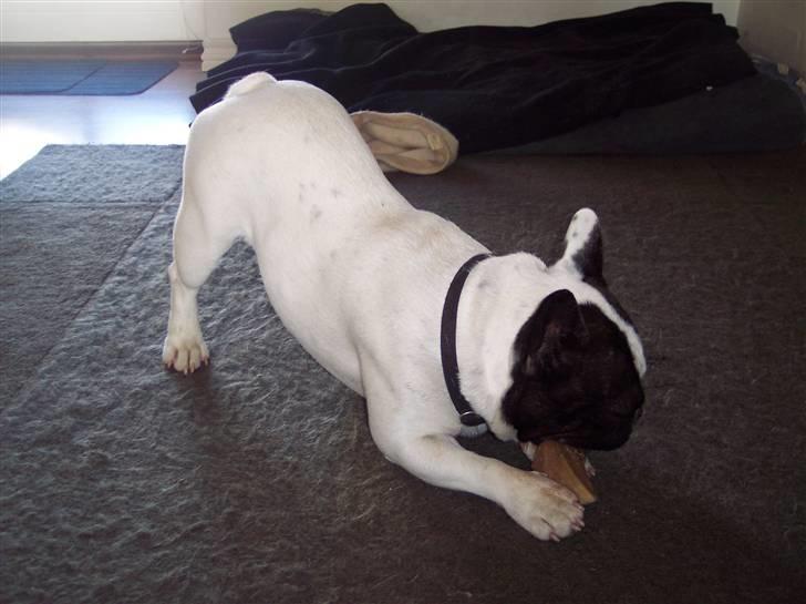 Fransk bulldog Viggo (himmelhund) billede 13