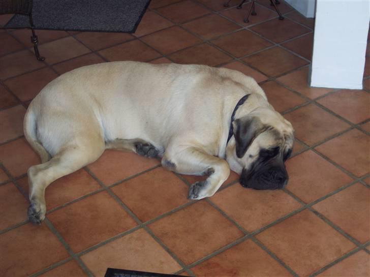 Mastiff Carla  (himmelhund) billede 19