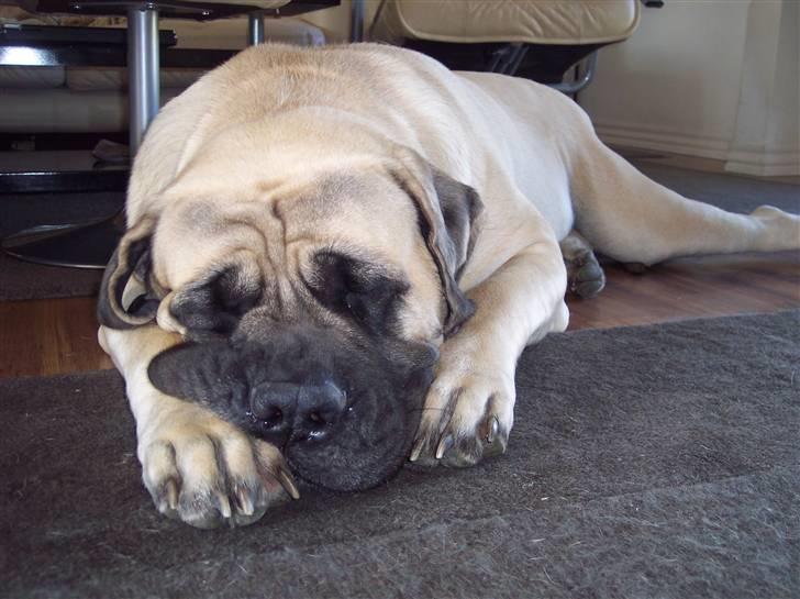 Mastiff Carla  (himmelhund) billede 20