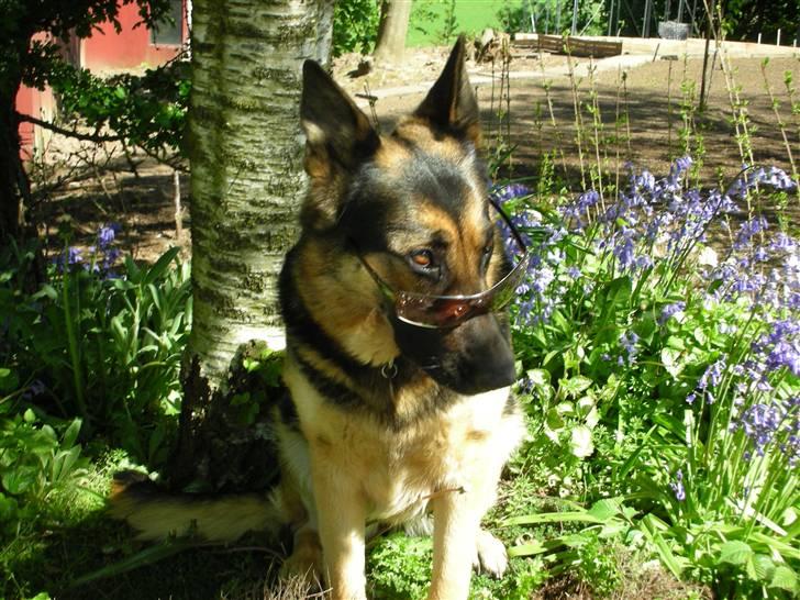 Schæferhund Sasha - How are YOU doing ? ;) billede 6