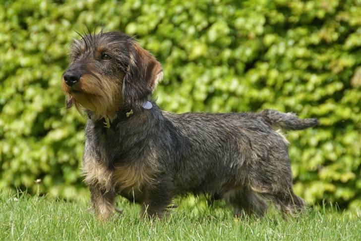 Gravhund Charlie billede 8