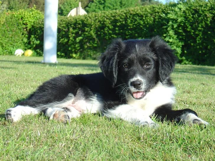 Blanding af racer Nuga - 9½ uge og rigtig lækker. billede 5