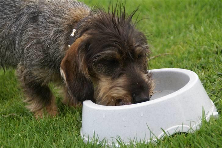 Gravhund Charlie billede 10